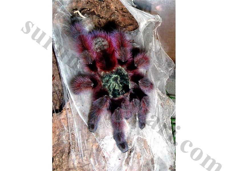 Caribena Versicolor L2 Koleksiyonluk Sınırlı Adet Burada!